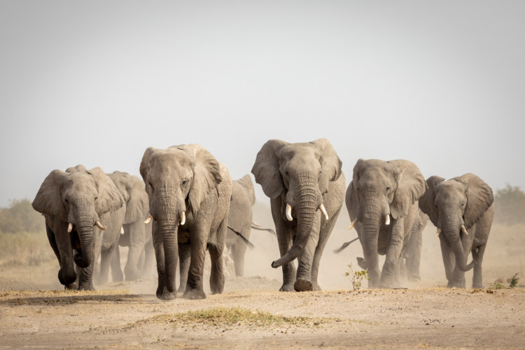 Elephant herd walking towards camera in Savuti in Botswana