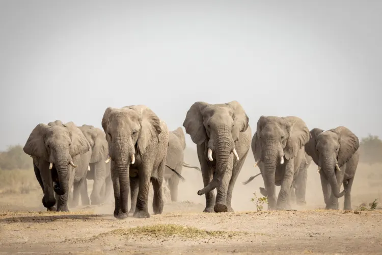 15 Interesting Facts About Elephants 13 Elephant herd walking towards camera in Savuti in Botswana
