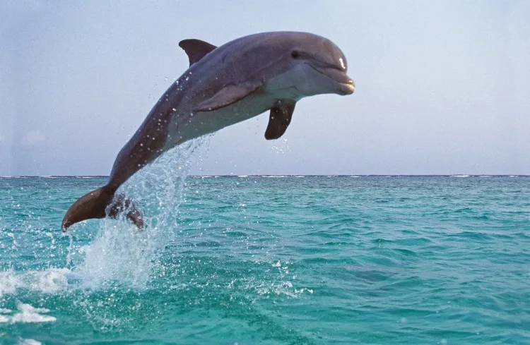 These 13 Animals Have the Best Hearing in the World 9 Bottlenose Dolphin, tursiops truncatus, Adult Leaping