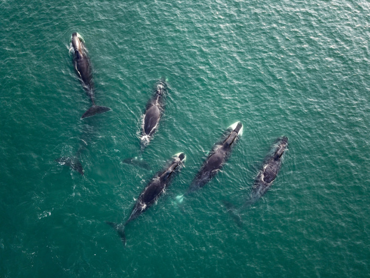 Group of Bowhead whales 