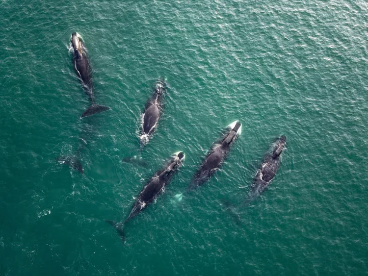 Group of Bowhead whales 