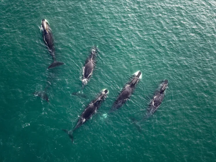 These Are 13 of the Longest Living Animals on Earth 4 Group of Bowhead whales