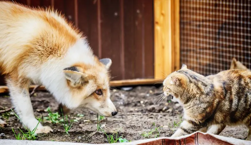 Fox and cat Fox and cat