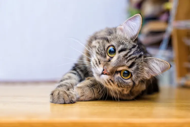 Portrait of a beautiful gray striped cat close up