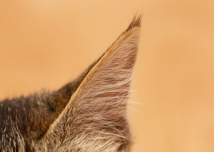Cat's ear up-close 