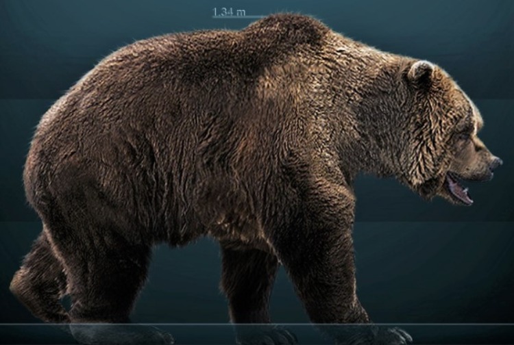 Image of European cave bear