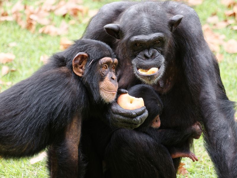 Chimp and monkey sharing apple