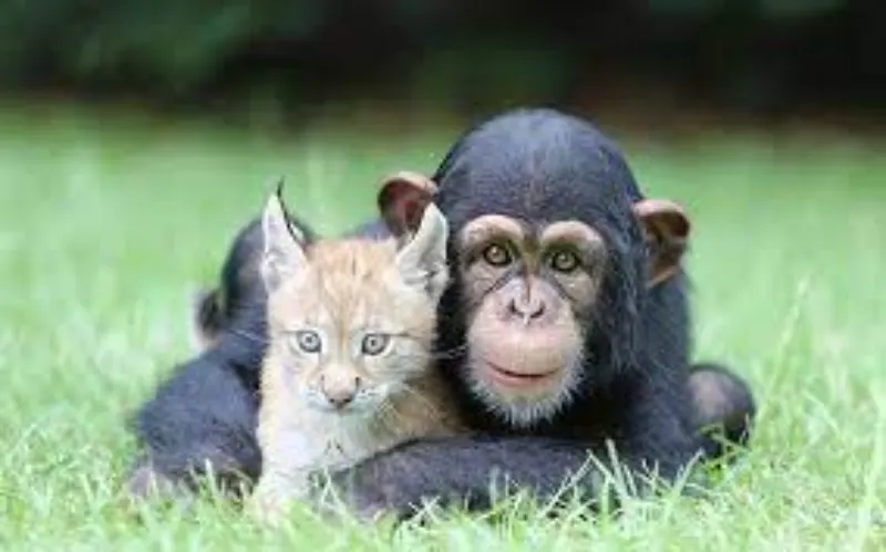 Chimpanzee and kitten bonding Chimpanzee and kitten bonding together