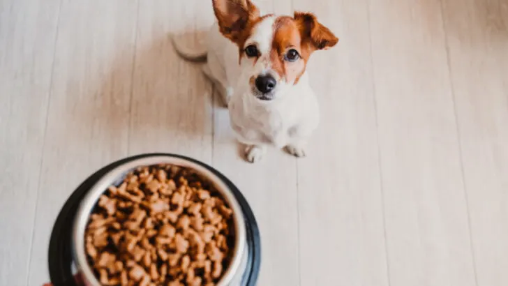 Cute small jack russell dog at home waiting to eat his food in a bowl. Pets indoors