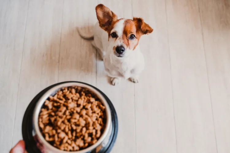 Cute small jack russell dog at home waiting to eat his food in a bowl. Pets indoors