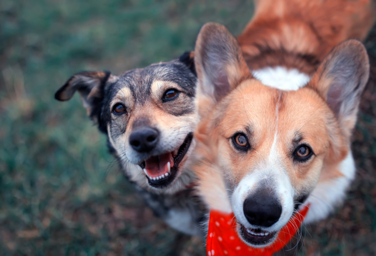 Two cute happy the dogs sit side by side on the spring green grass and look loyally up at their owner