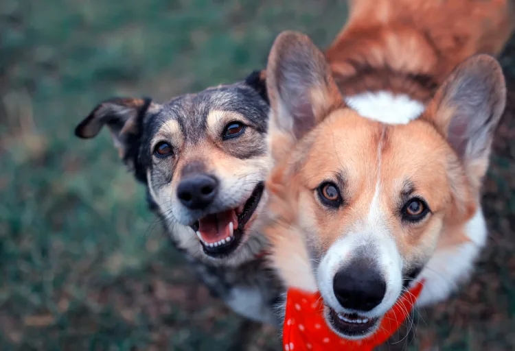 Cute happy dogs Two cute happy the dogs sit side by side on the spring green grass and look loyally up at their owner