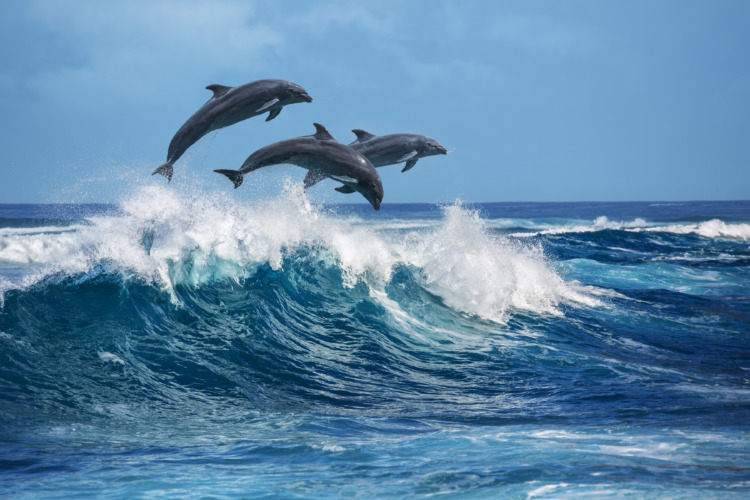 Playful dolphins jumping over breaking waves. Hawaii Pacific Ocean wildlife scenery. Marine animals in natural habitat.