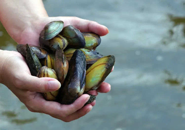 Freshwater pearl mussels. river shells in hands.