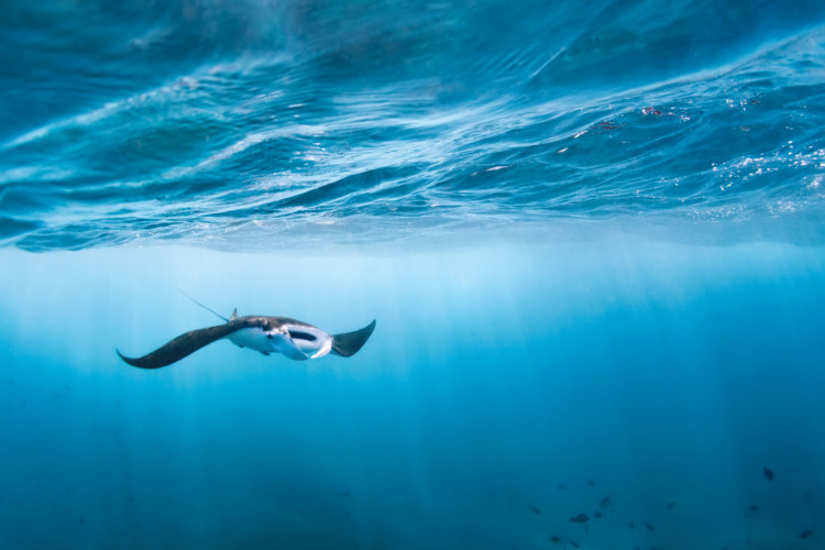 Underwater view of hovering Giant oceanic manta ray