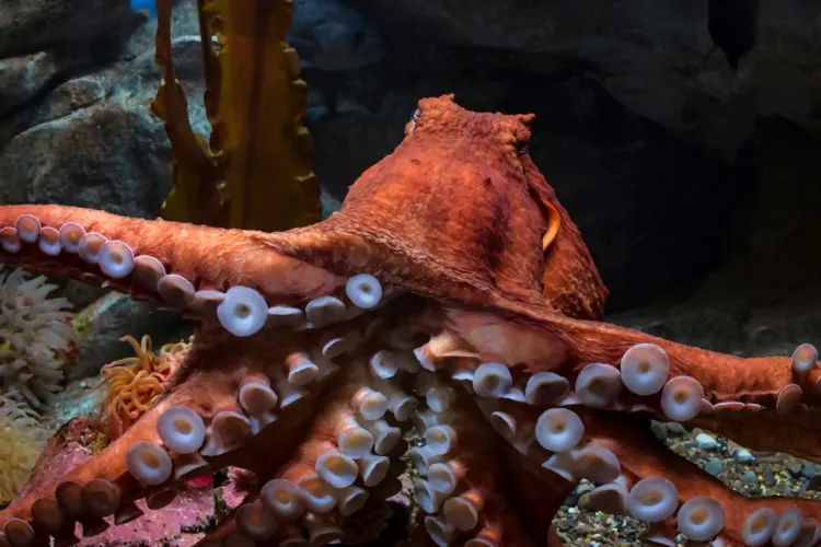 Close frame of an amazing Giant Pacific Octopus in an aquarium, facing forward with several tentacle arms of varied focus showing the suckers, the head and eyes visible behind