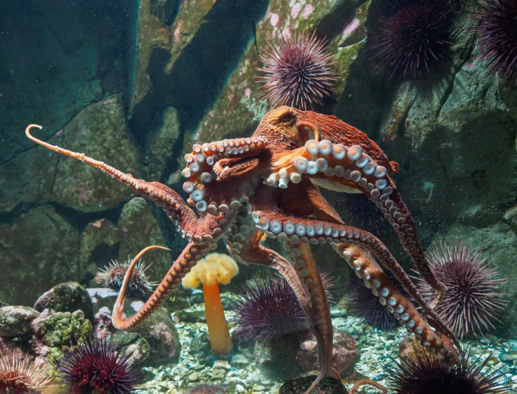 Swimming Giant Pacific Octopus 