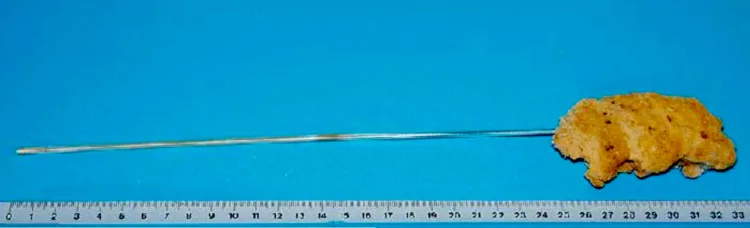 These Are 13 of the Longest Living Animals on Earth 11 Marine Glass Sponge