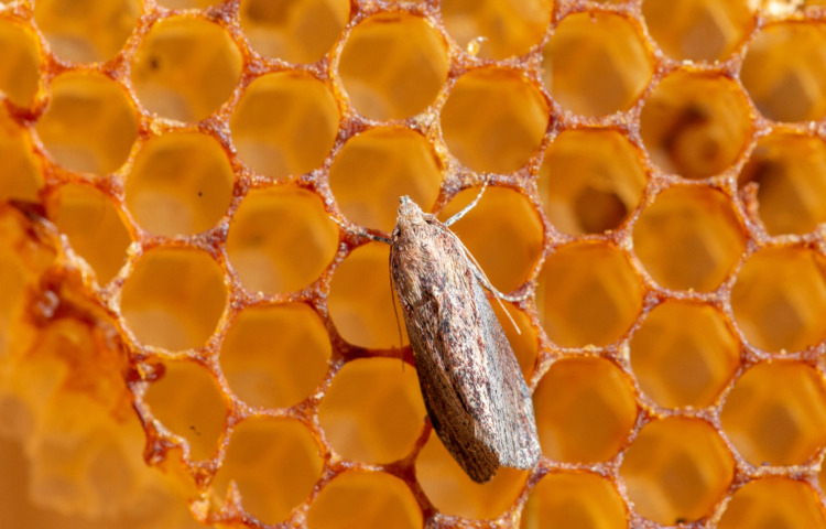 Galleria mellonella, the greater wax moth or honeycomb moth, is a moth of the family Pyralidae. greater wax moth (Galleria mellonella) parasitization honeybees and results of its work