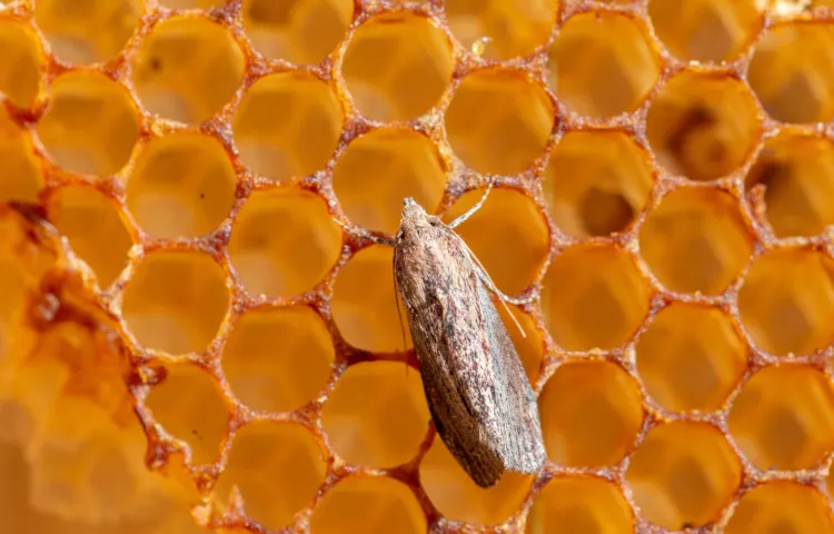 These 13 Animals Have the Best Hearing in the World 2 Galleria mellonella, the greater wax moth or honeycomb moth, is a moth of the family Pyralidae. greater wax moth (Galleria mellonella) parasitization honeybees and results of its work