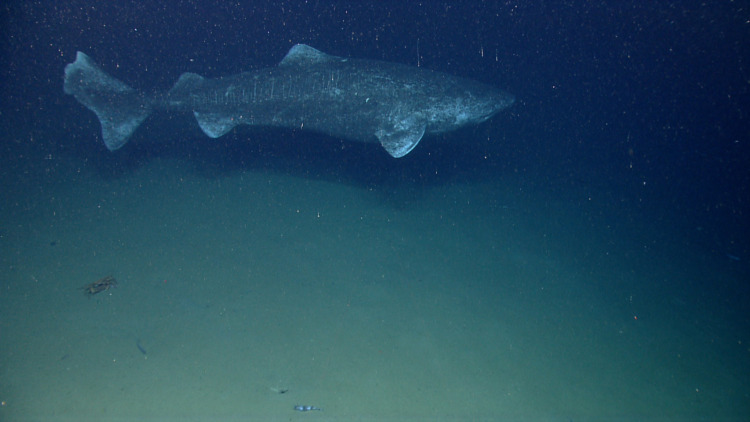 Deep sea fish Greenland shark