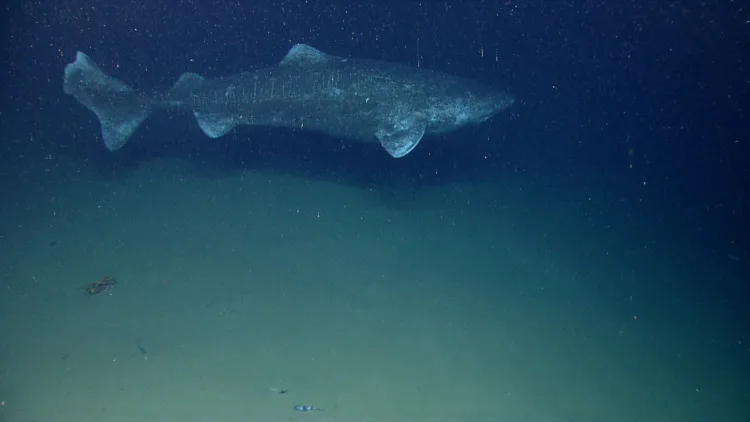 Deep sea fish Greenland shark