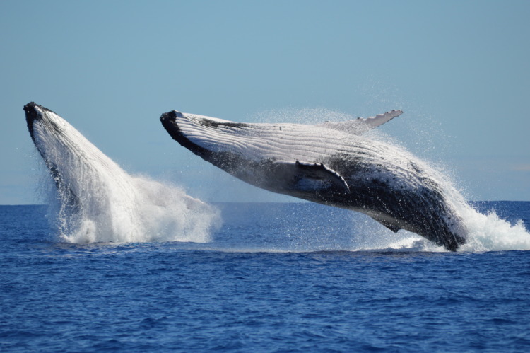 These 13 Animals Have the Best Hearing in the World