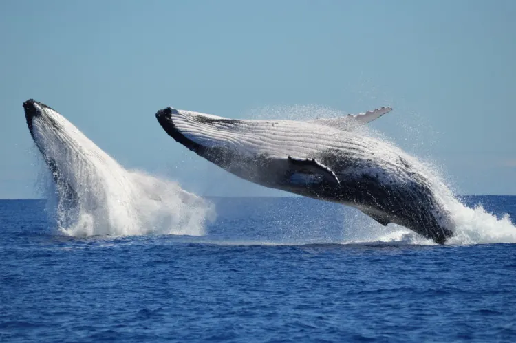 Breaching humpback whales