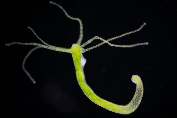 Hydra is a genus of small, fresh-water animals of the phylum Cnidaria and class Hydrozoa