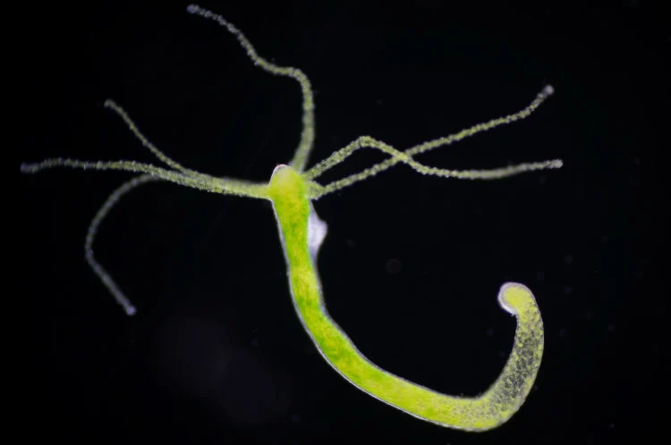 These Are 13 of the Longest Living Animals on Earth 13 Hydra is a genus of small, fresh-water animals of the phylum Cnidaria and class Hydrozoa