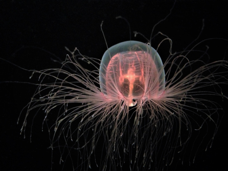 Immortal Jellyfish Isolated 