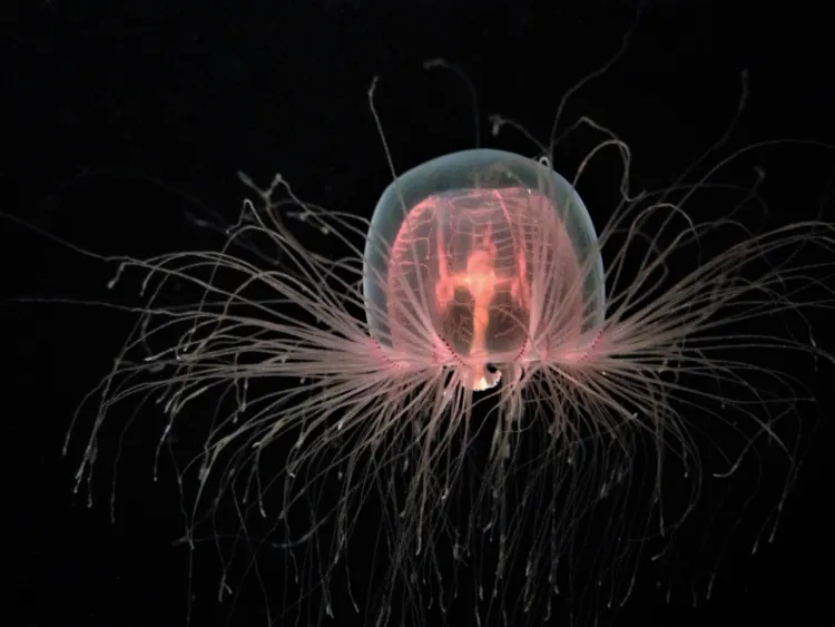 Immortal Jellyfish Isolated 