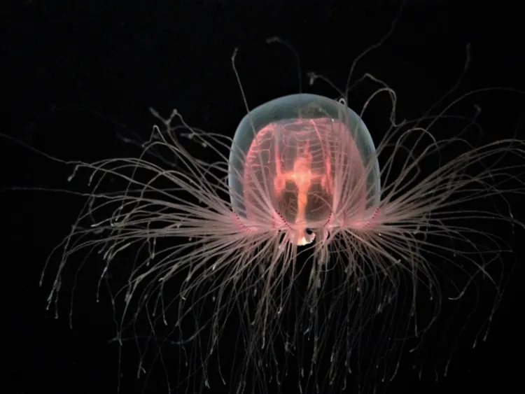 These Are 13 of the Longest Living Animals on Earth 12 Immortal Jellyfish Isolated