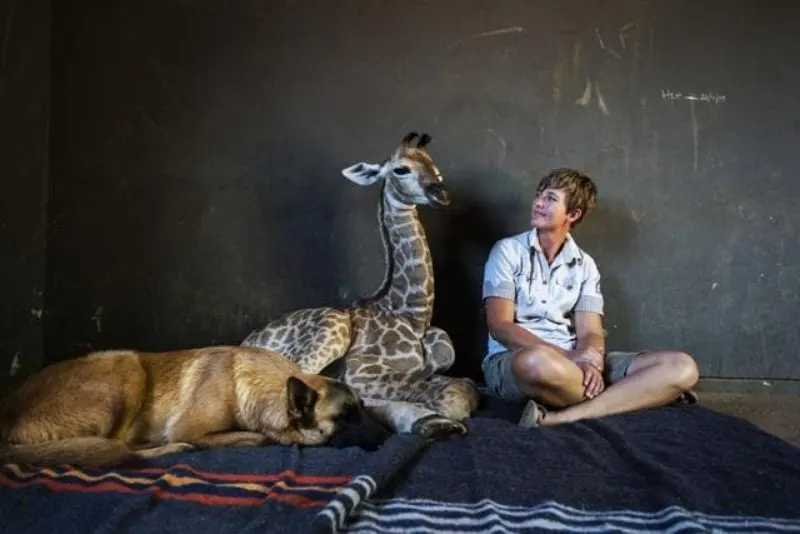 Labrador and giraffe form an unlikely bond