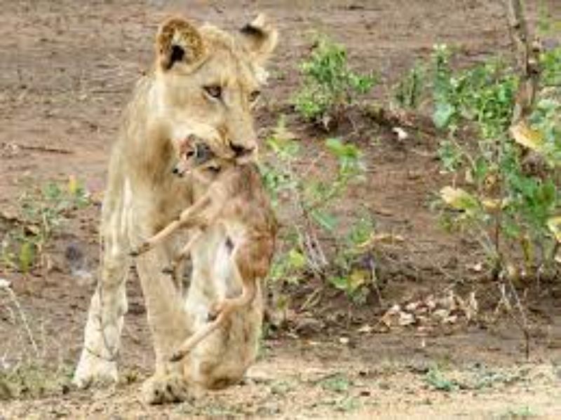 Lion adopts baby antelope