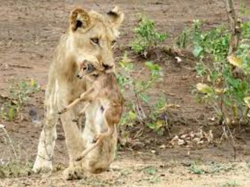 Lion adopts baby antelope Lion adopts baby antelope