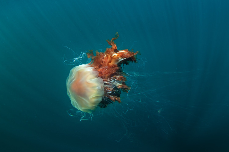 Lion's mane jellyfish, cyanea capillata, Coll island, Scotland