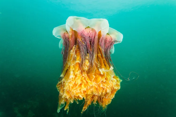 7 Incredibly Cool Sea Creatures to Know 11 Lion's Mane Jellyfish Body