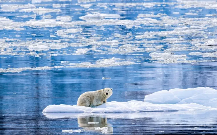 60 Fun & Interesting Facts About Polar Bears 7 Polar Bear on Ice Flow, Greenland