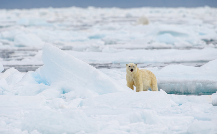 60 Fun & Interesting Facts About Polar Bears 6 Male polar bear (Ursus maritimus), with seal prey, Svalbard, Norway