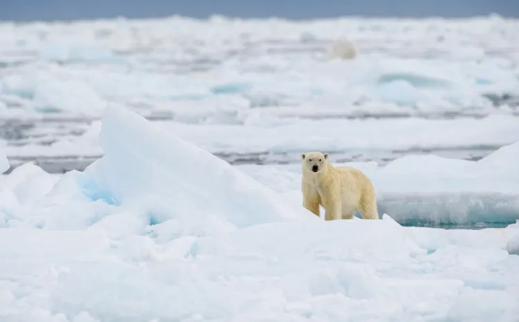 Male polar bear (Ursus maritimus), with seal prey, Svalbard, Norway