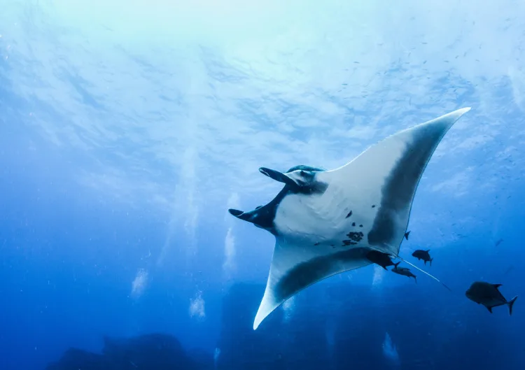 Manta Ray in the deep