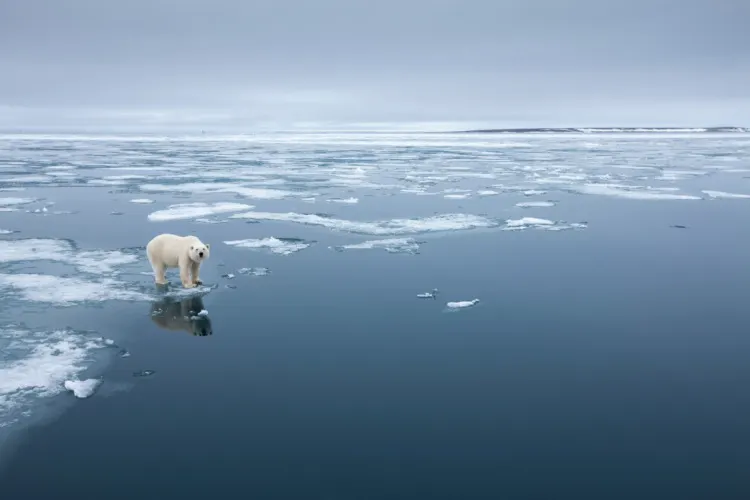 Polar Bear, Svalbard, Norway