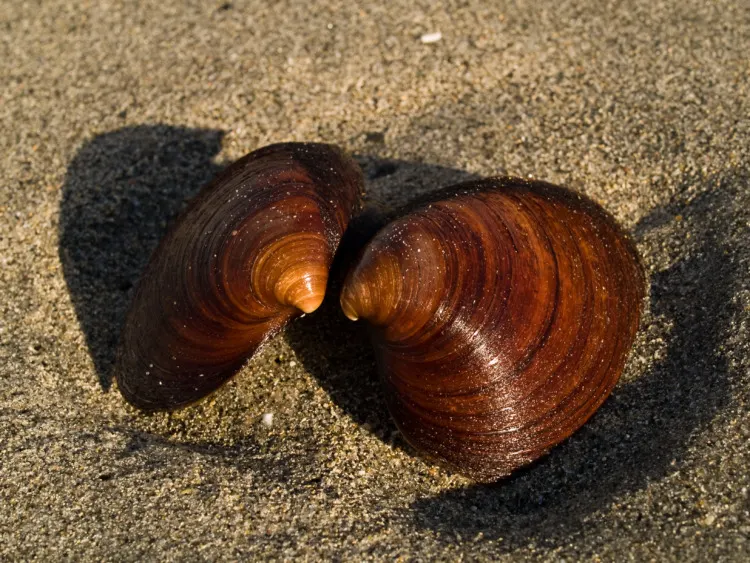 These Are 13 of the Longest Living Animals on Earth 9 Ocean Quahog (Arctica islandica) shells
