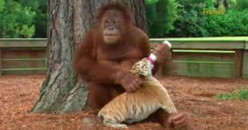 Orangutan and tiger Orangutan feeds baby tiger