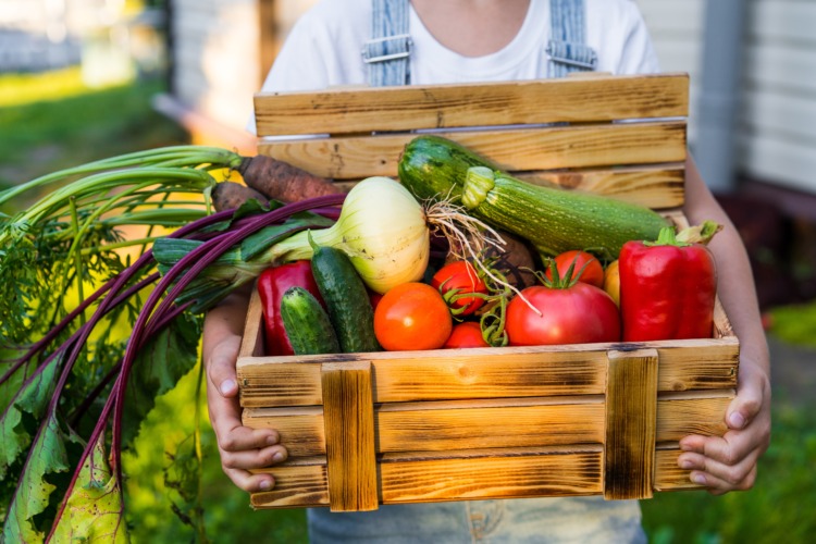 A farmer woman holds a wooden box with fresh harvested vegetables in the setting sun, a close-up photo with a place for text. Concept: biology, bio-products, vegetarianism, bioecology, veganism. 