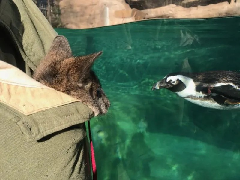 Penguin and wallaby Penguin and wallaby