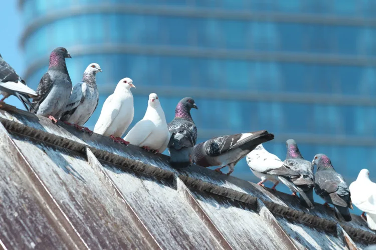 Pigeons on the roof 