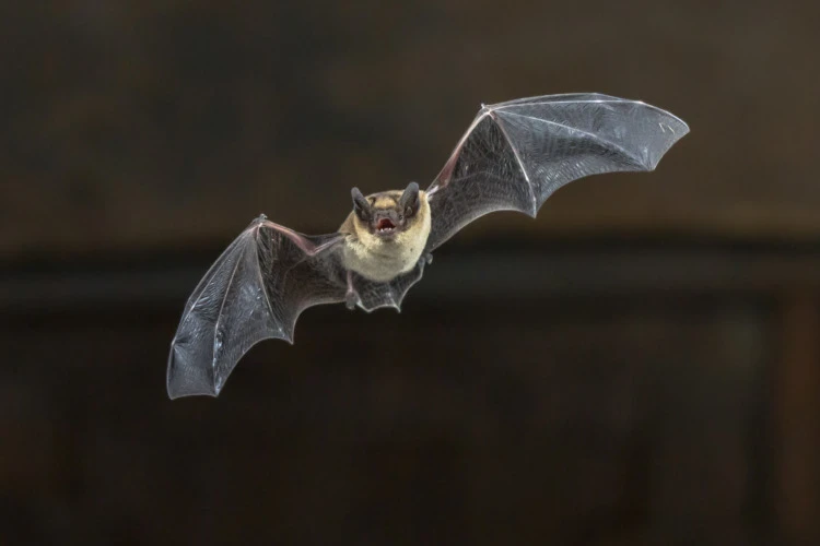 Flying Pipistrelle bat on wooden ceiling