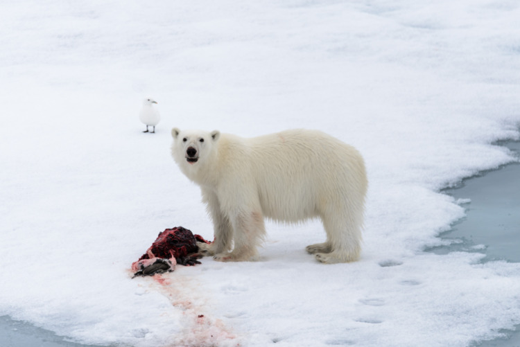 60 Fun & Interesting Facts About Polar Bears 10 Polar bear eating seal on pack ice